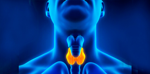 медицина-щитовидная